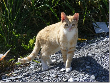 RAWR trap neuter and return project