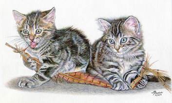 pet-phptgraphy-tips (13)