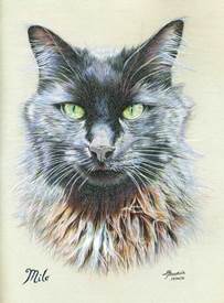 pet-phptgraphy-tips (4)