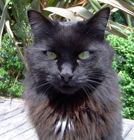 pet-phptgraphy-tips (5)