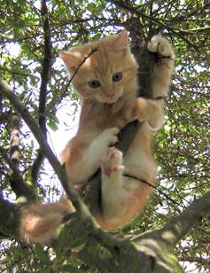 pet-phptgraphy-tips (7)