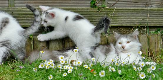 Laila lying among daisies 