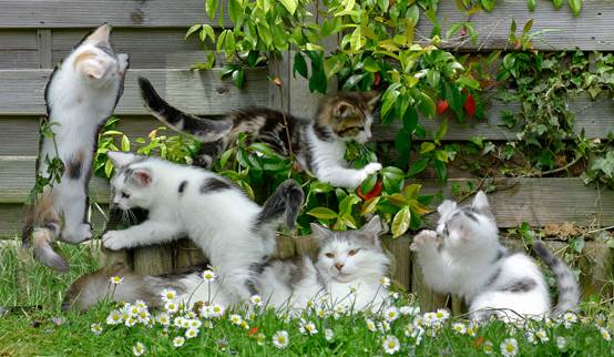 Final reference image