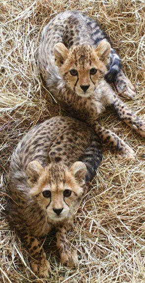 Pollyanna Cheetah with her Brother Coro 