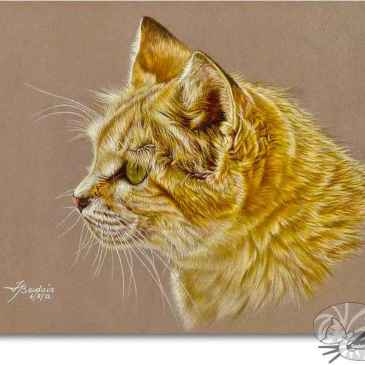 Sand Cat Portrait by France Bauduin