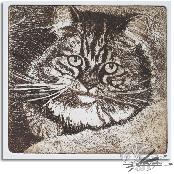 a tabby cat etching by Avril Sleeman S.O.F.A.