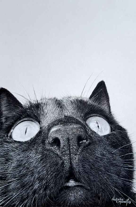 A pastel and charcoal drawing of a black cats face by Natalie Mascall S.O.F.A.