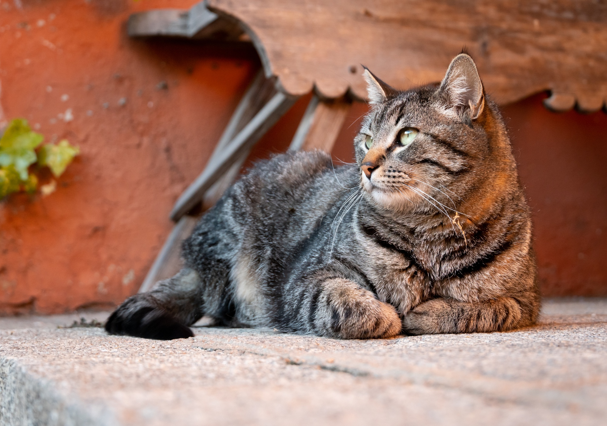tabby cat relaxing - photo from freepix