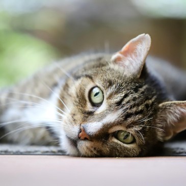 tabby cat relaxing - photo by Nennieinszweidrei at pixabay