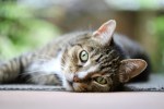 tabby cat relaxing - photo by Nennieinszweidrei at pixabay