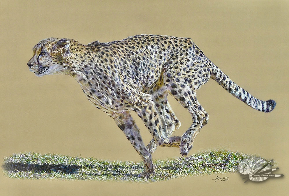 running cheetah by France Bauduin S.O.F.A.